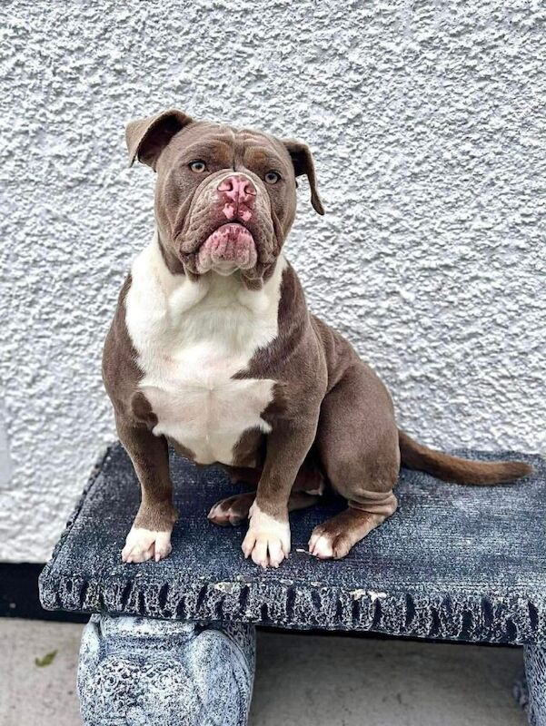 Beautiful lilac & white old English bulldog - Image 3 of 3