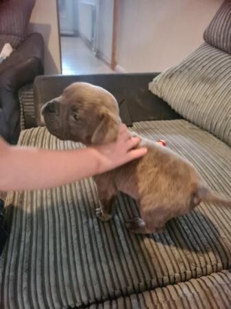 Beautiful male French bulldog for sale in Halesowen, West Midlands - Image 3