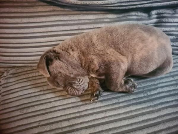 Beautiful male French bulldog for sale in Halesowen, West Midlands - Image 4