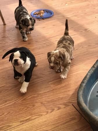 Beautiful old English bulldog puppies for sale in Billinghay, Lincolnshire