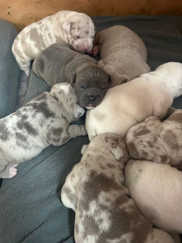 Beautiful olde English bulldoge puppy's for sale in Southampton, Hampshire