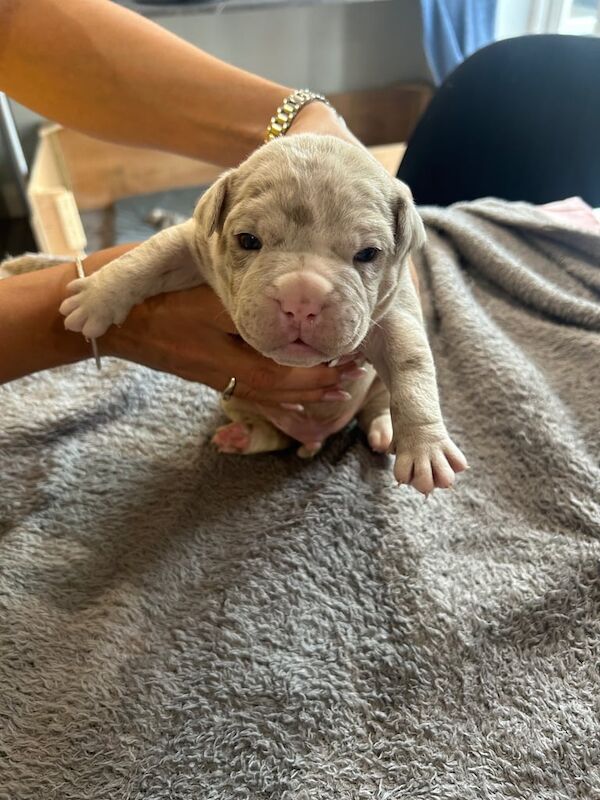 Beautiful olde English bulldoge puppy's for sale in Southampton, Hampshire | Image 3