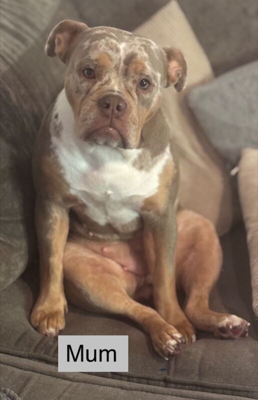 English Bulldog puppies for sale in Gravesend, Kent – 8 weeks old