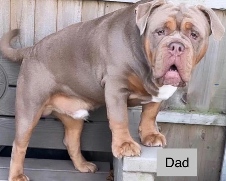 English Bulldog puppies for sale in Gravesend, Kent – 9 weeks old - Image 2 of 3