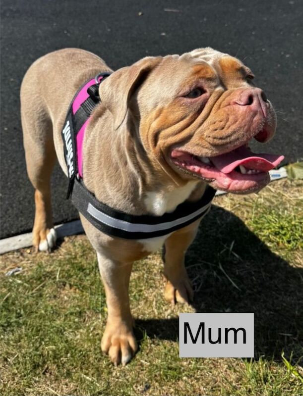 English Bulldog puppies for sale in Gravesend, Kent – 9 weeks old - Image 3 of 3