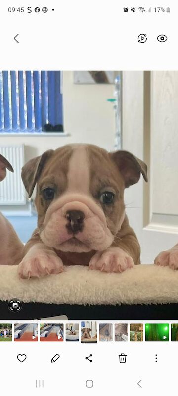 English Bulldog puppies for sale in Hawkhurst, Kent – KC registered, 7 weeks old - Image 1 of 3