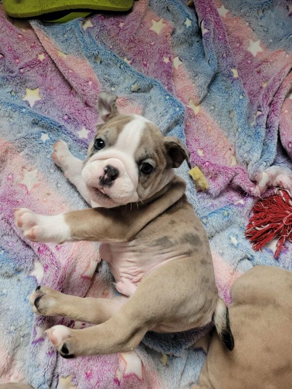 English Bulldog puppies for sale in Hawkhurst, Kent – KC registered, 7 weeks old - Image 2 of 3