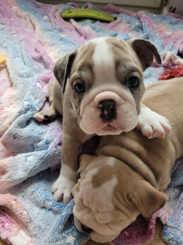 English Bulldog puppies for sale in Hawkhurst, Kent – KC registered, 7 weeks old - Image 3 of 3