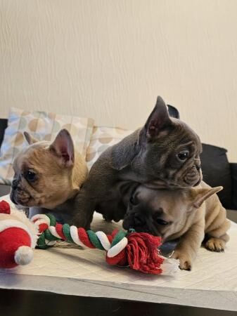 Beautiful Quality KC French Bulldog Puppies for sale in Stockport, Greater Manchester