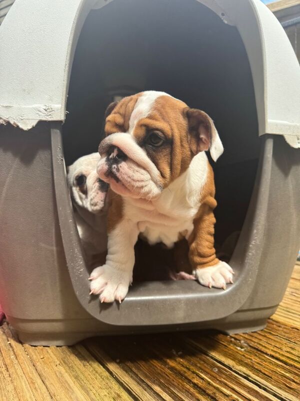 Beautifully bred pedigree female English bulldogs