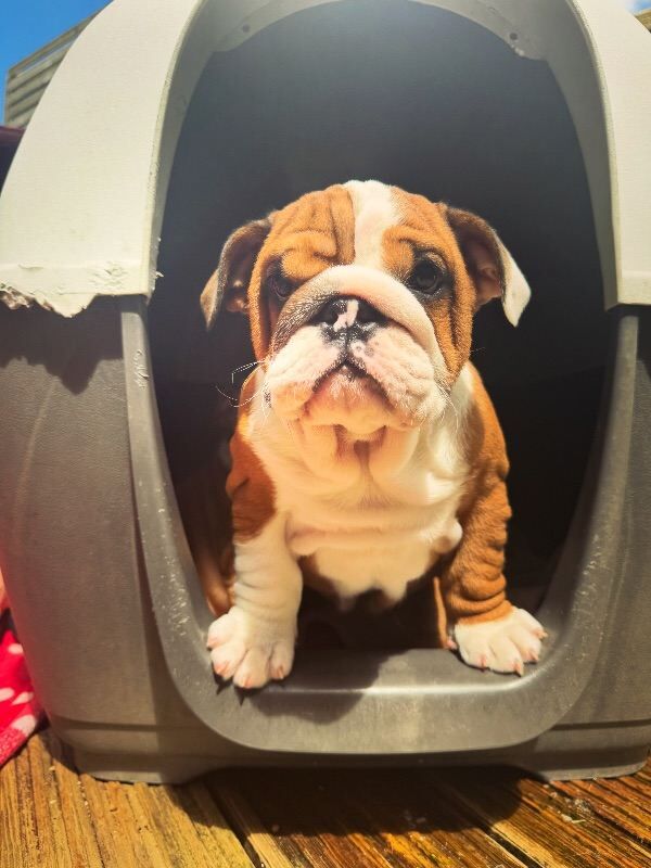 Beautifully bred pedigree female English bulldogs - Image 2 of 3