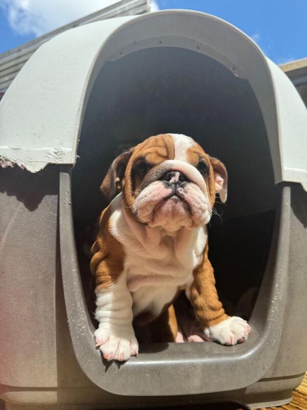 Beautifully bred pedigree female English bulldogs - Image 3 of 3