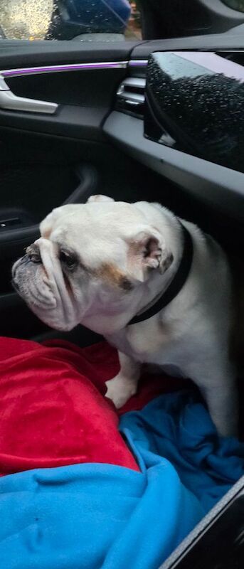 English Bulldog Dogs And Puppies For Adoption