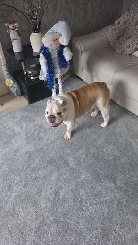 English Bulldog for adoption in Lichfield, Staffordshire ā KC registered, 12 years old - Image 2 of 3