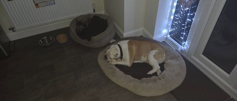 English Bulldog for adoption in Lichfield, Staffordshire ā KC registered, 12 years old - Image 3 of 3