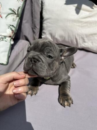 BIG ROPE FRENCH BULLDOGS for sale in South Croydon, Croydon, Greater London