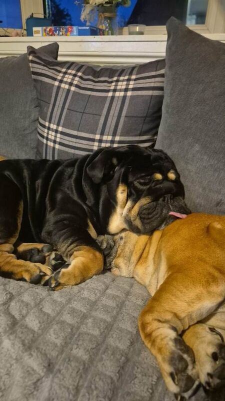 Black and tan 11month old English bulldog