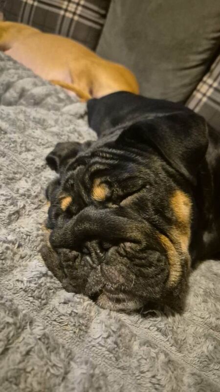 Black and tan 11month old English bulldog - Image 3 of 6