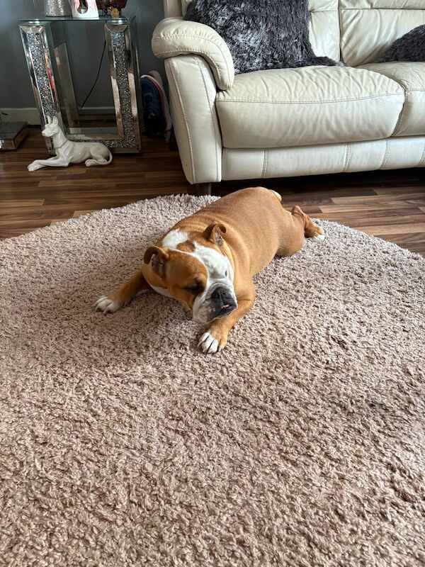 English Bulldog puppies for sale in Lisburn, County Down – 5 years old - Image 2 of 3