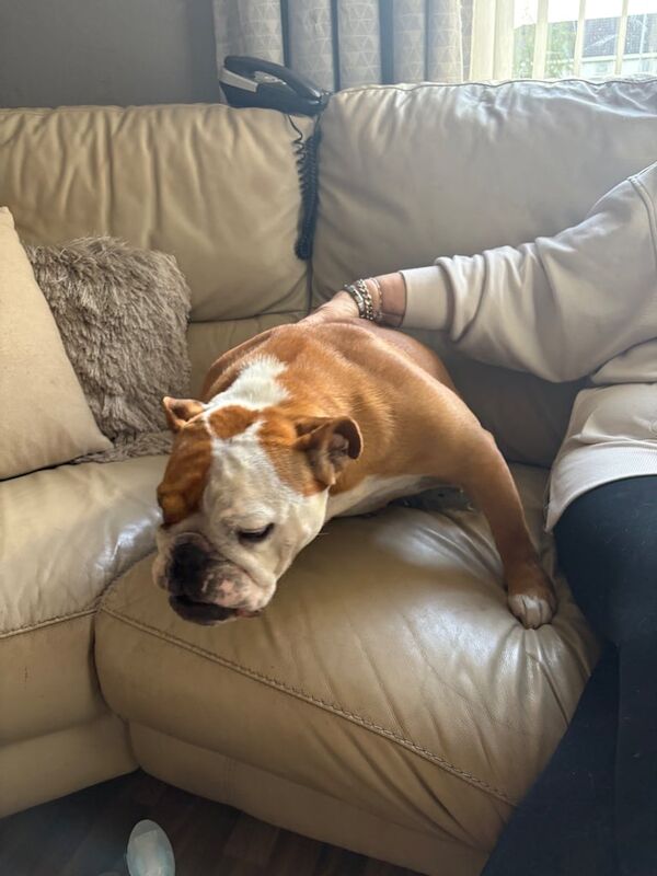English Bulldog puppies for sale in Lisburn, County Down – 5 years old - Image 3 of 3