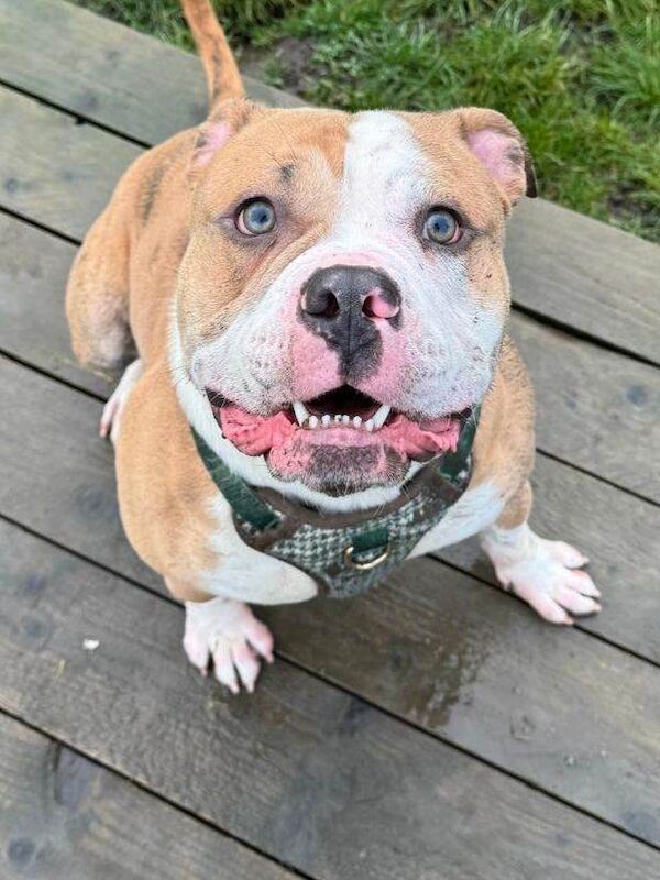 English Bulldog puppies for sale in Newcastle, County Down – 1 year old