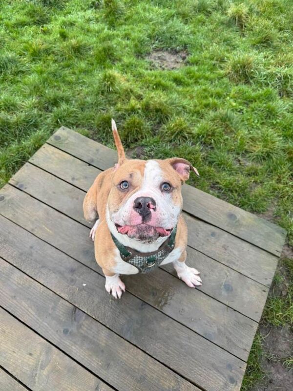 English Bulldog puppies for sale in Newcastle, County Down – 1 year old - Image 2 of 4