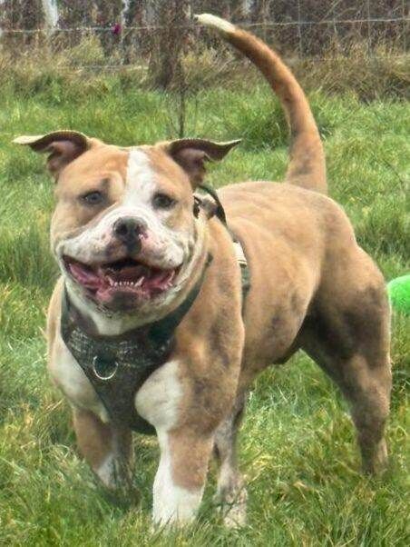 English Bulldog puppies for sale in Newcastle, County Down – 1 year old - Image 3 of 4