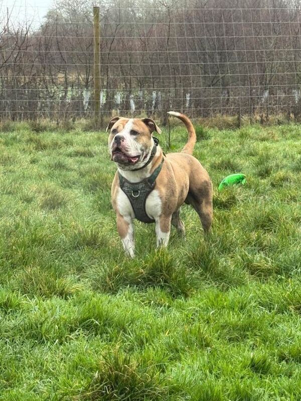 English Bulldog puppies for sale in Newcastle, County Down – 1 year old - Image 4 of 4