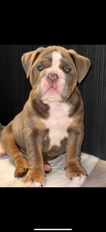 British bulldog for sale in Belfast, County Antrim
