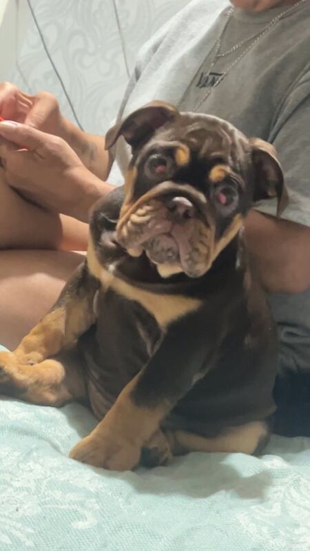 British Bulldog for sale in Lewisham, Greater London