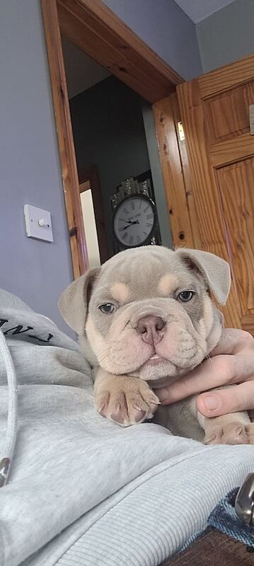 English Bulldog puppies for sale in Dungannon, County Tyrone – KC registered, 7 weeks old