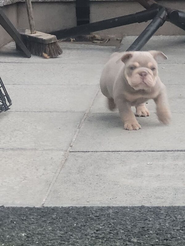 English Bulldog puppies for sale in Dungannon, County Tyrone – KC registered, 7 weeks old - Image 2 of 3