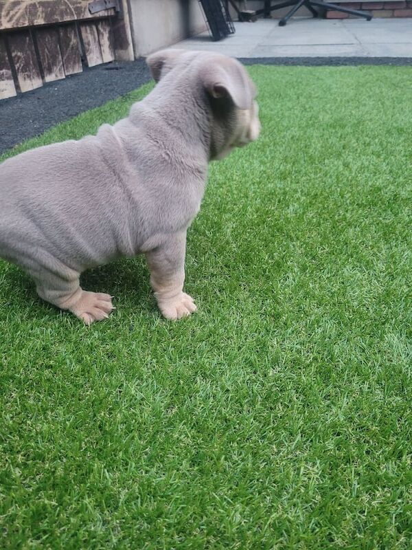 English Bulldog puppies for sale in Dungannon, County Tyrone – KC registered, 7 weeks old - Image 3 of 3