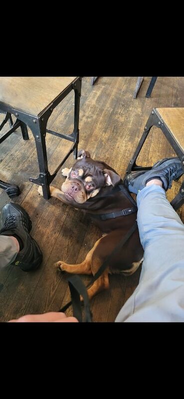 English Bulldog puppies for sale in Brighton, East Sussex – KC registered, 1 year old