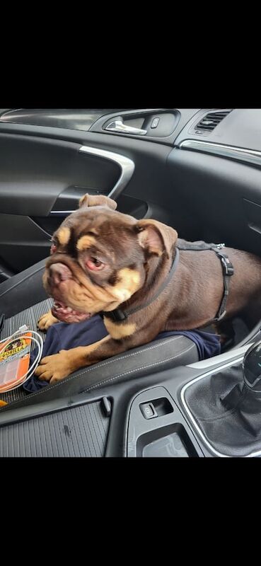 English Bulldog puppies for sale in Brighton, East Sussex – KC registered, 1 year old - Image 2 of 3