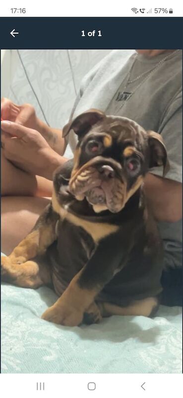 English Bulldog puppies for sale in Brighton, East Sussex – KC registered, 1 year old - Image 3 of 3