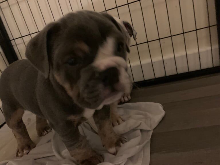 English Bulldog puppies for sale in Rhyl, Clwyd – 8 weeks old