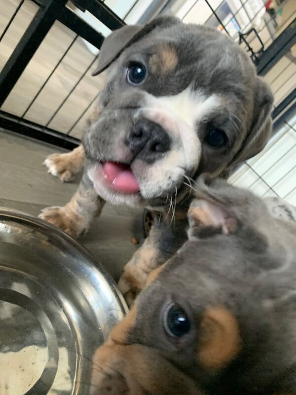 English Bulldog puppies for sale in Rhyl, Clwyd – 8 weeks old - Image 2 of 3