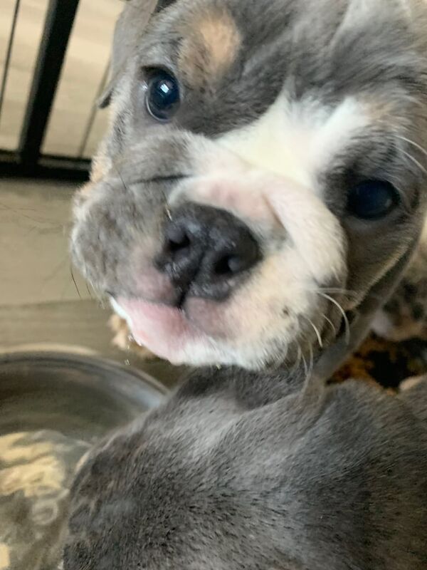 English Bulldog puppies for sale in Rhyl, Clwyd – 8 weeks old - Image 3 of 3