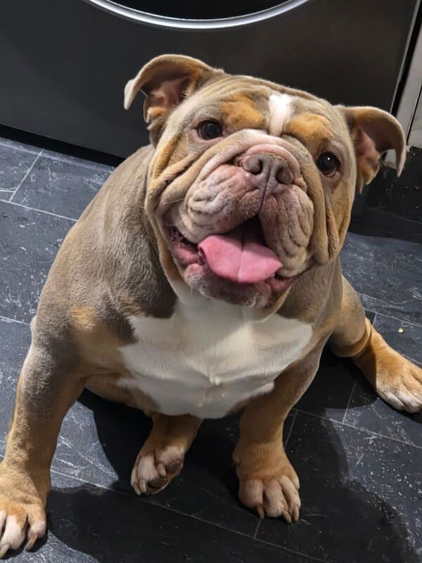 English Bulldog puppies for sale in Rochdale, Greater Manchester – 2 years old