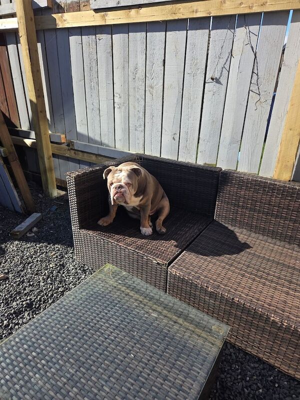 English Bulldog Puppies For Sale Under £1,000