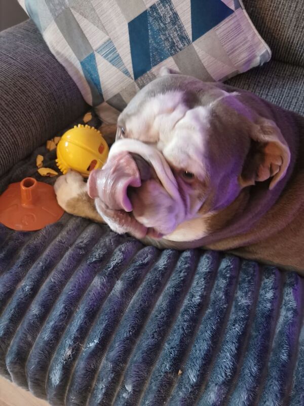 English Bulldog puppies for sale in Newtownards, County Down – 4 years old - Image 2 of 4