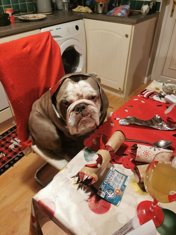 English Bulldog puppies for sale in Newtownards, County Down – 4 years old - Image 3 of 4