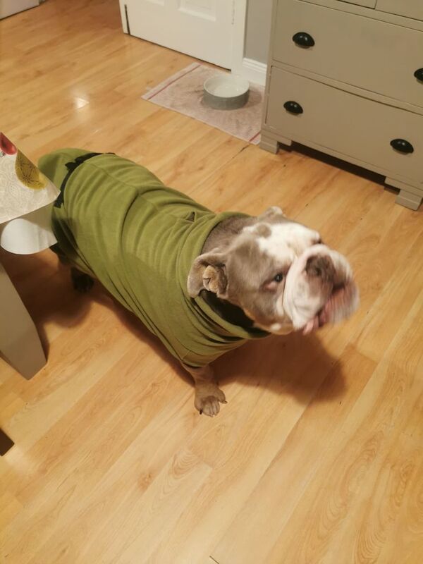 English Bulldog puppies for sale in Newtownards, County Down – 4 years old - Image 4 of 4