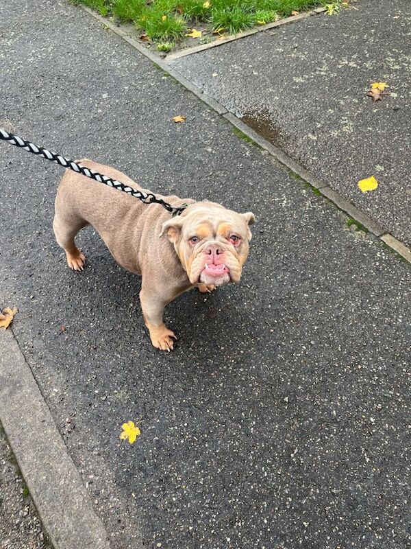 English Bulldog puppies for sale in Bingham, Nottinghamshire – 5 years old