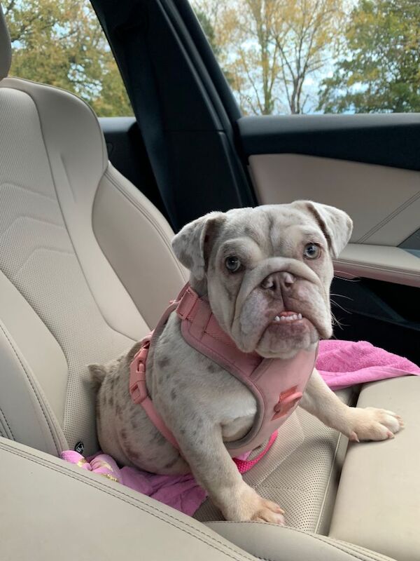 English Bulldog puppies for sale in Dagenham, Greater London – 5 months old