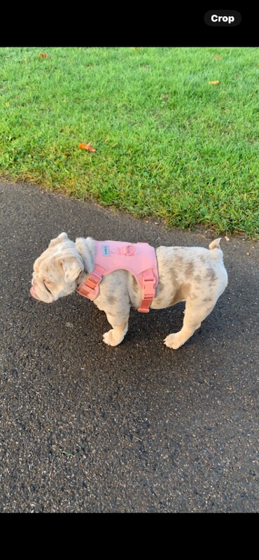 English Bulldog puppies for sale in Dagenham, Greater London – 5 months old - Image 2 of 4