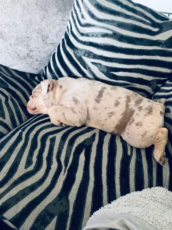 English Bulldog puppies for sale in Dagenham, Greater London – 5 months old - Image 3 of 4