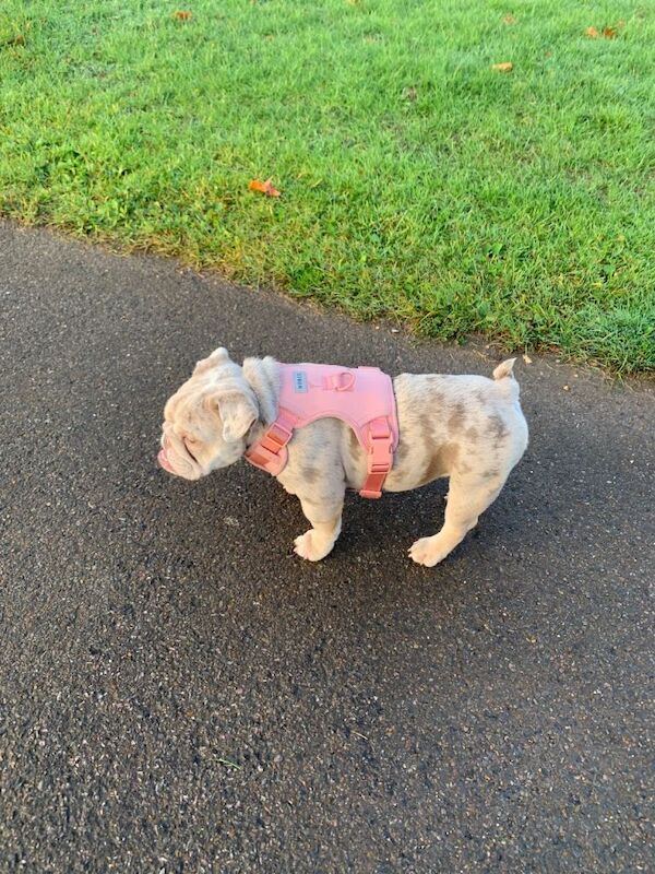 English Bulldog puppies for sale in Dagenham, Greater London – 5 months old - Image 4 of 4