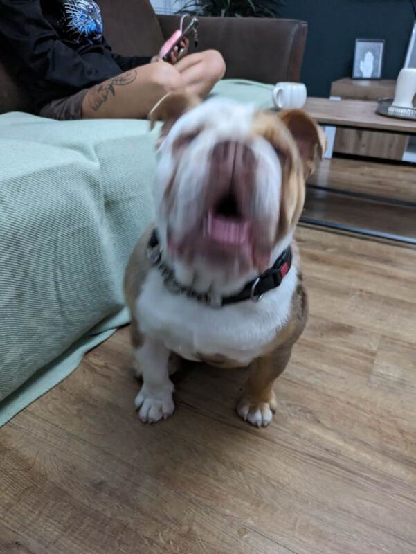 English Bulldog puppies for sale in Dundee, City of Dundee – 1 year old